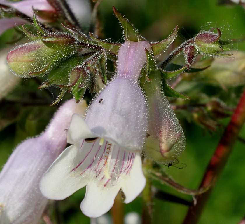 Image of genus Penstemon specimen.