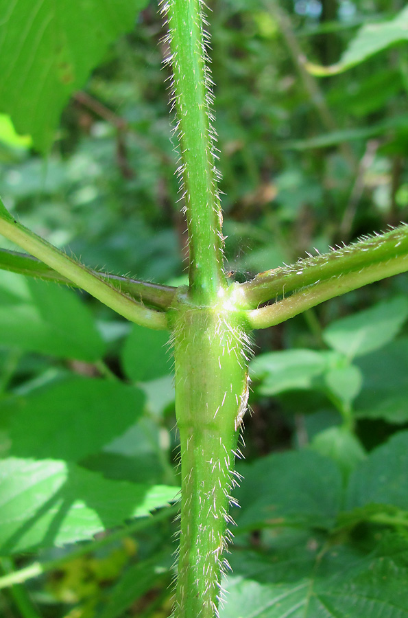 Изображение особи Galeopsis bifida.