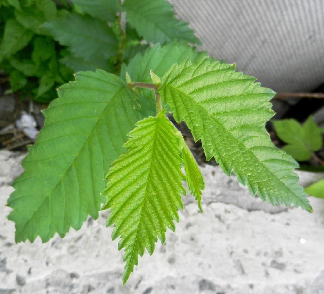 Изображение особи Ulmus laevis.