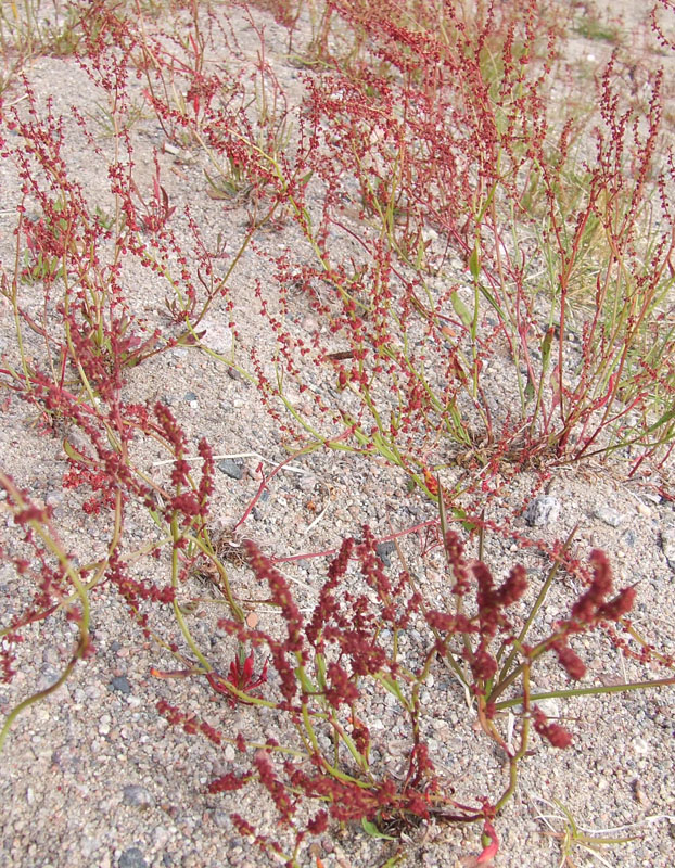 Image of Rumex acetosella specimen.