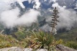 familia Bromeliaceae
