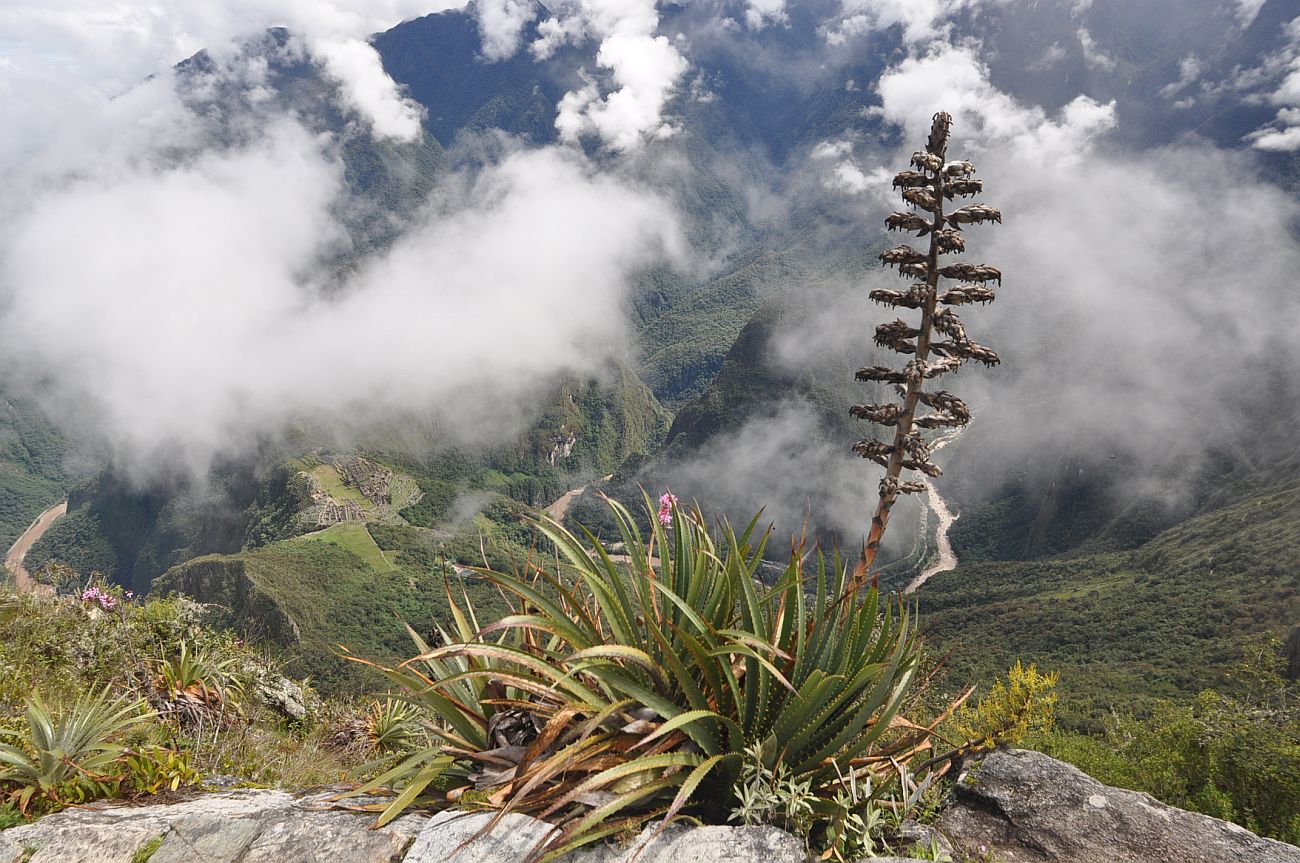 Изображение особи семейство Bromeliaceae.