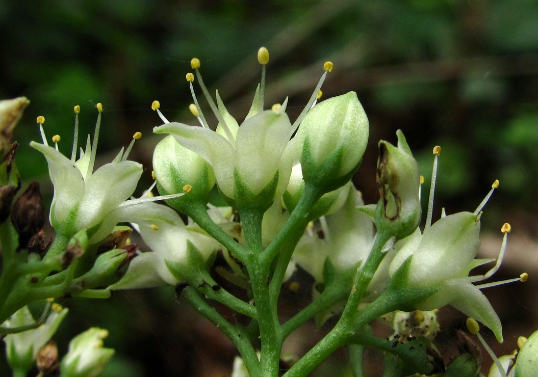 Image of Hylotelephium caucasicum specimen.
