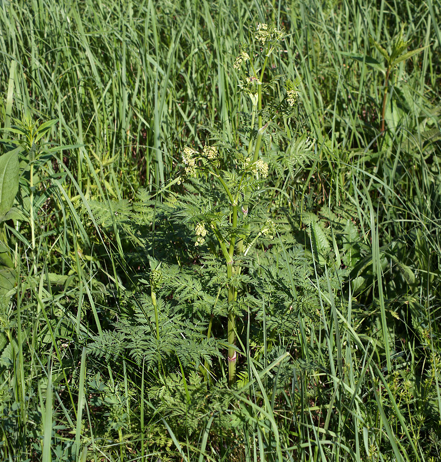 Image of Anthriscus sylvestris specimen.