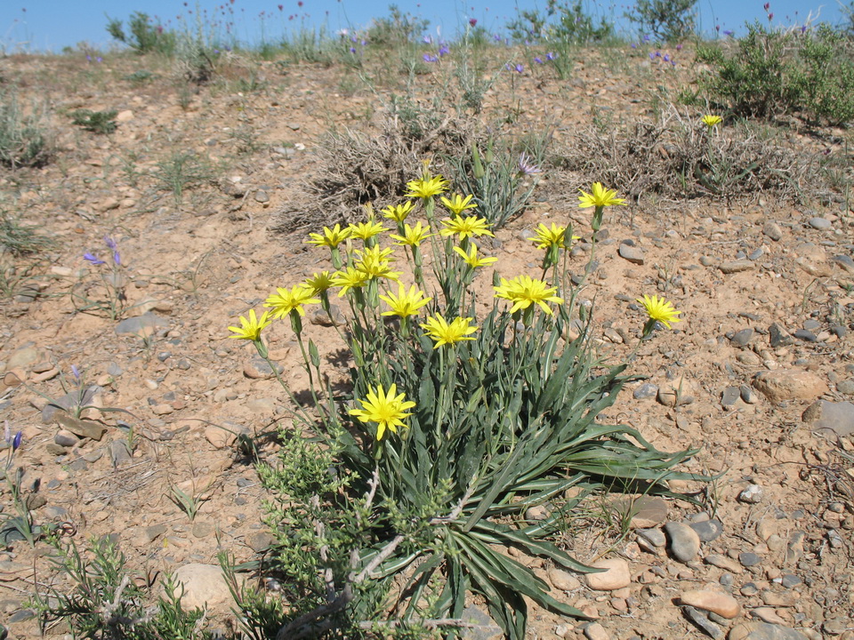 Image of Scorzonera inconspicua specimen.