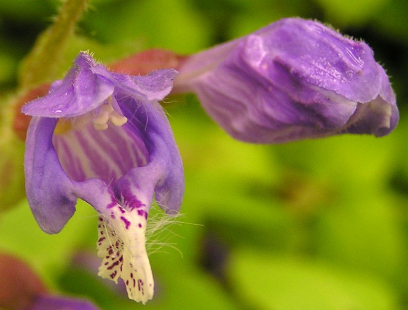 Image of Meehania urticifolia specimen.