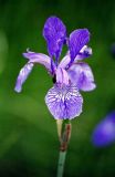 Iris sibirica