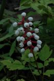 Actaea pachypoda