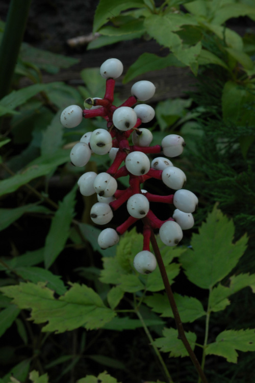 Изображение особи Actaea pachypoda.