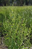 Rumex conglomeratus. Цветущее и плодоносящее растение. Крым, Инкерман, болотистая местность. 5 июня 2009 г.