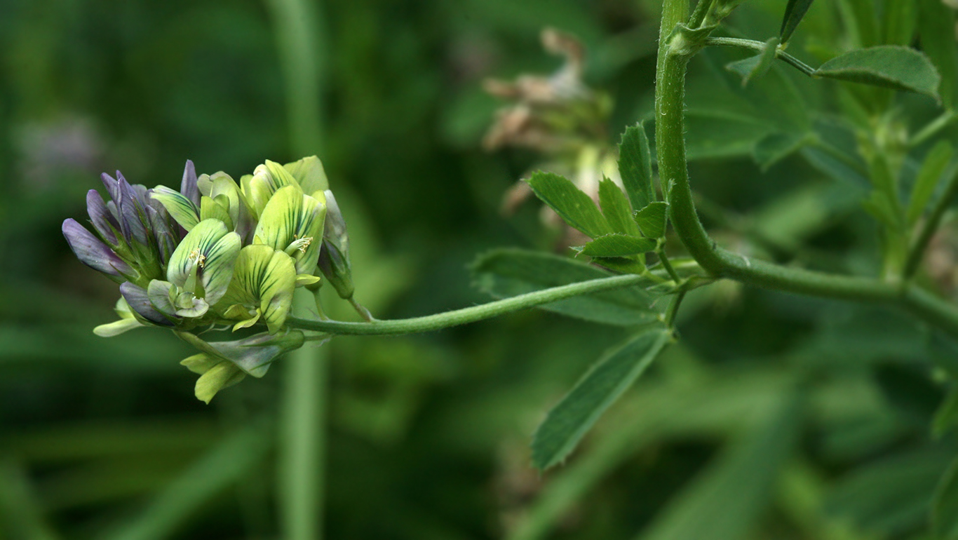 Image of Medicago × varia specimen.