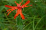 Lychnis fulgens. Верхушка побега с цветком. Приморский край, Уссурийский р-н. 02.07.2008.