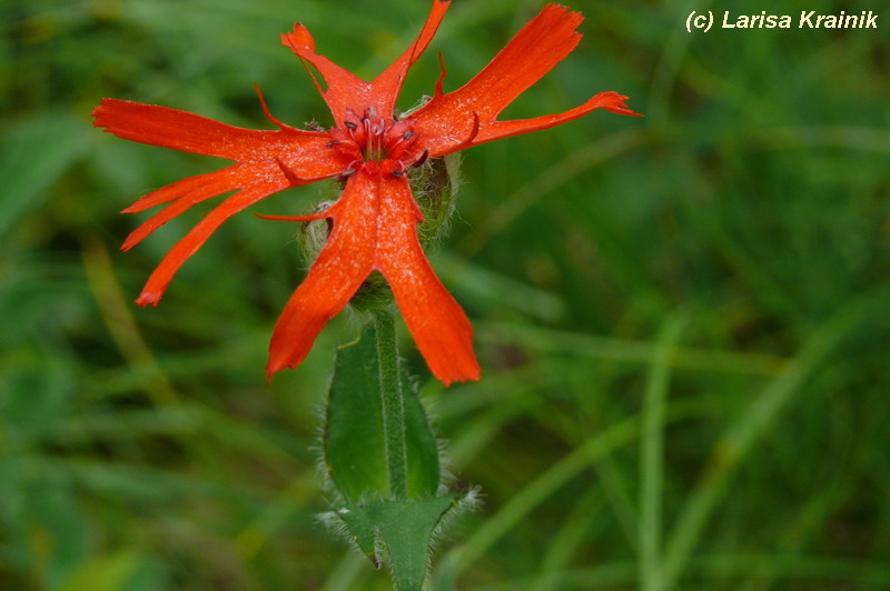 Изображение особи Lychnis fulgens.