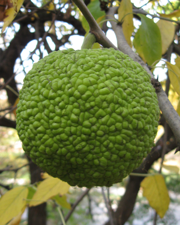 Image of Maclura pomifera specimen.