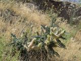 Astragalus alopecias