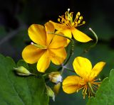 Chelidonium majus. Аномальный 6-ти лепестковый цветок. Московская обл., Раменский р-н, окр. дер. Хрипань, садовый участок. 02.06.2015.