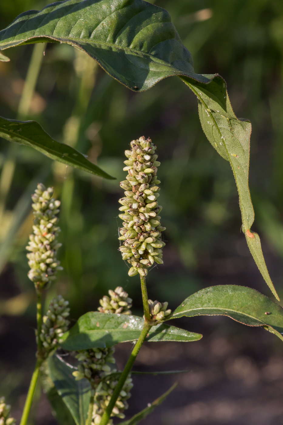 Изображение особи Persicaria scabra.