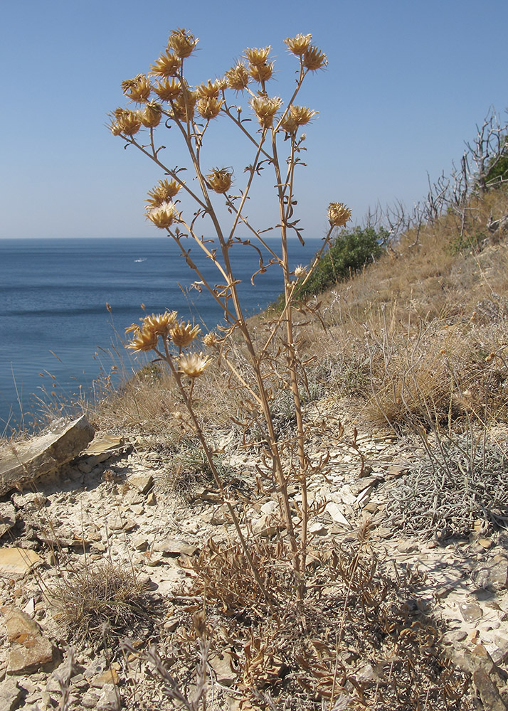 Image of Centaurea salonitana specimen.