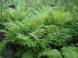 Dryopteris expansa. Заросли растений. Ленинградская обл., Всеволожский р-н, окр. оз. Лемболовского, смешанный лес, овраг. 08.06.2015.