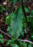 Laurus nobilis