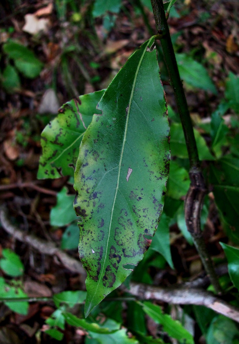 Изображение особи Laurus nobilis.