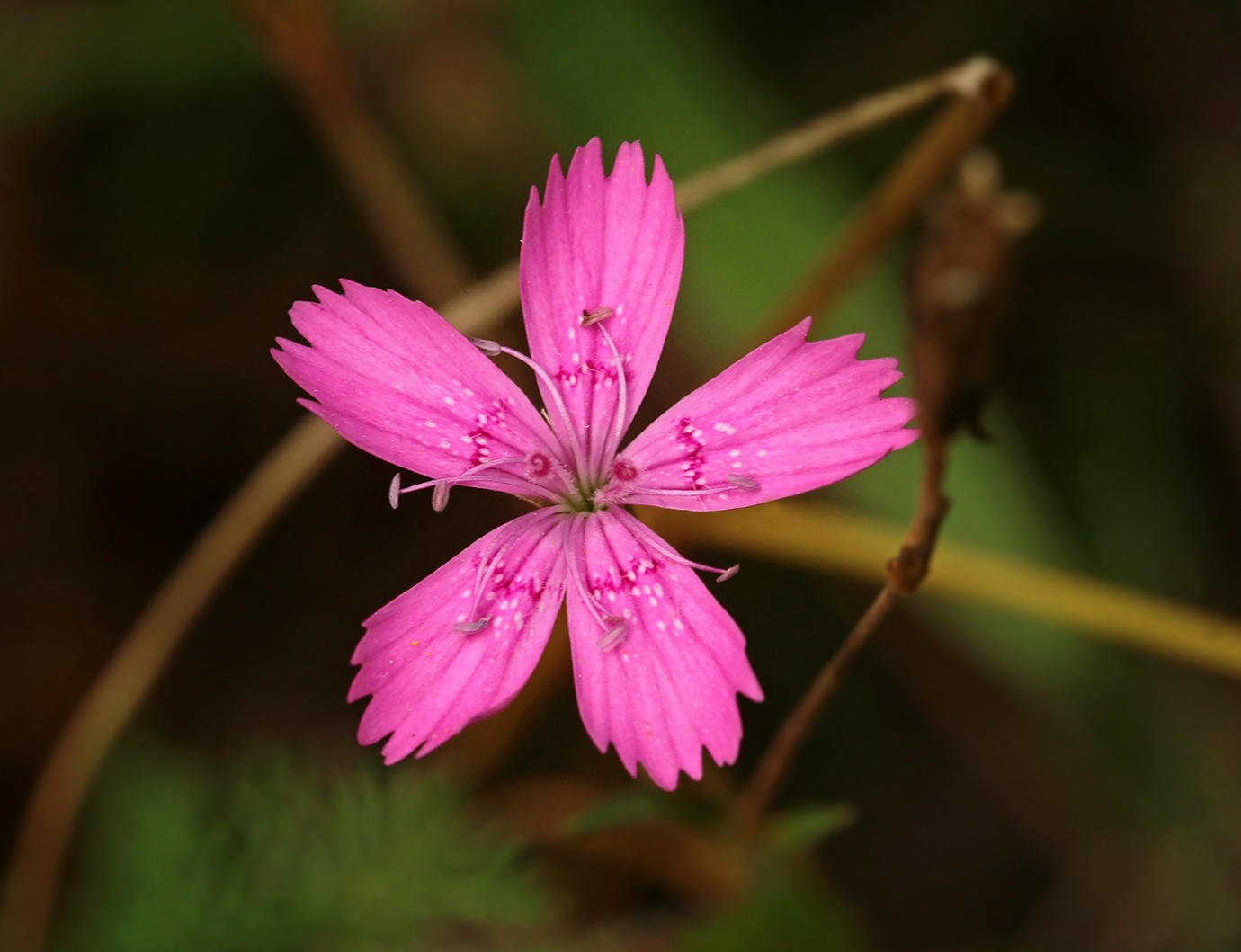 Изображение особи Dianthus deltoides.