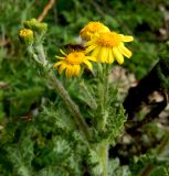 Senecio vernalis