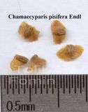 Chamaecyparis pisifera
