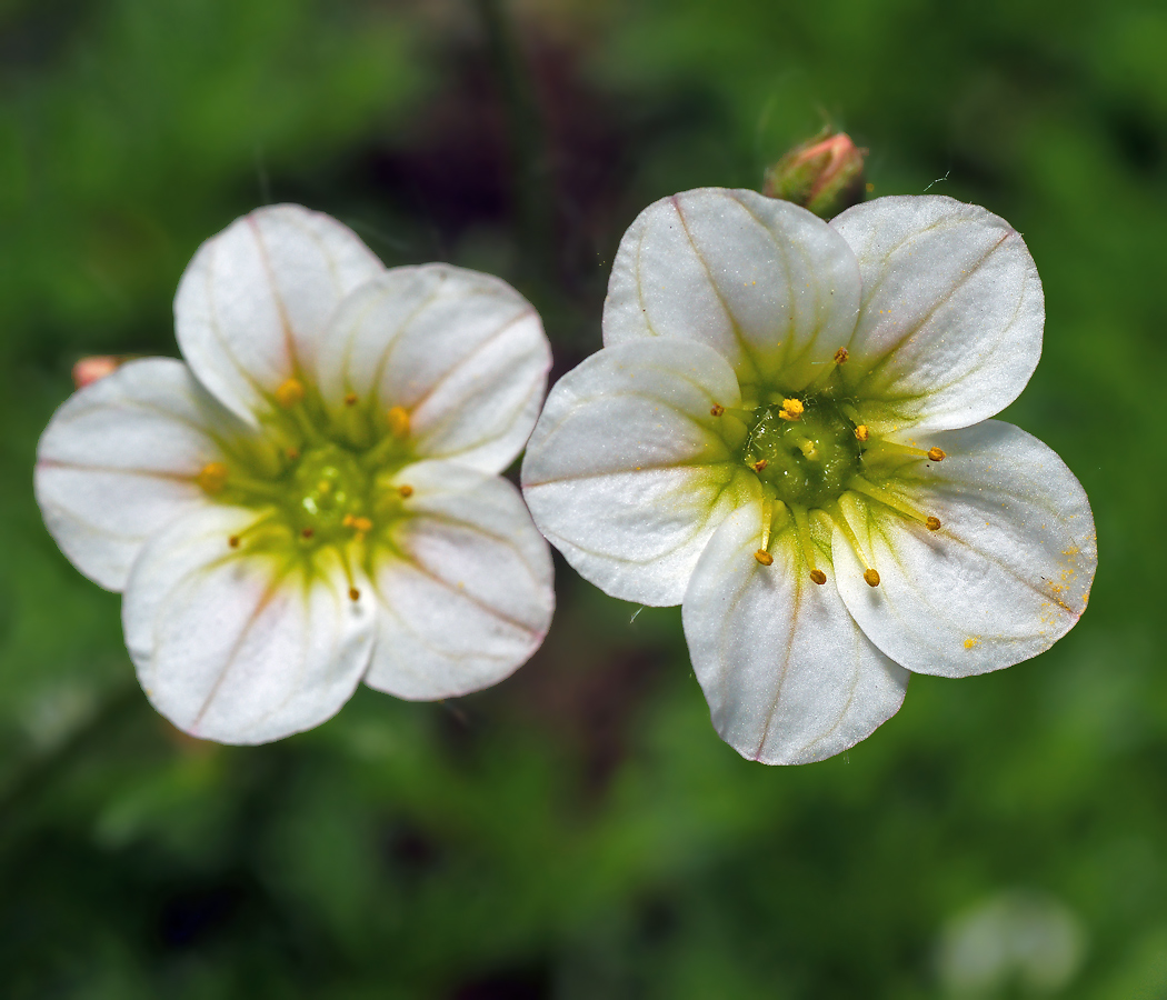 Image of Saxifraga × arendsii specimen.