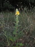 Verbascum ovalifolium