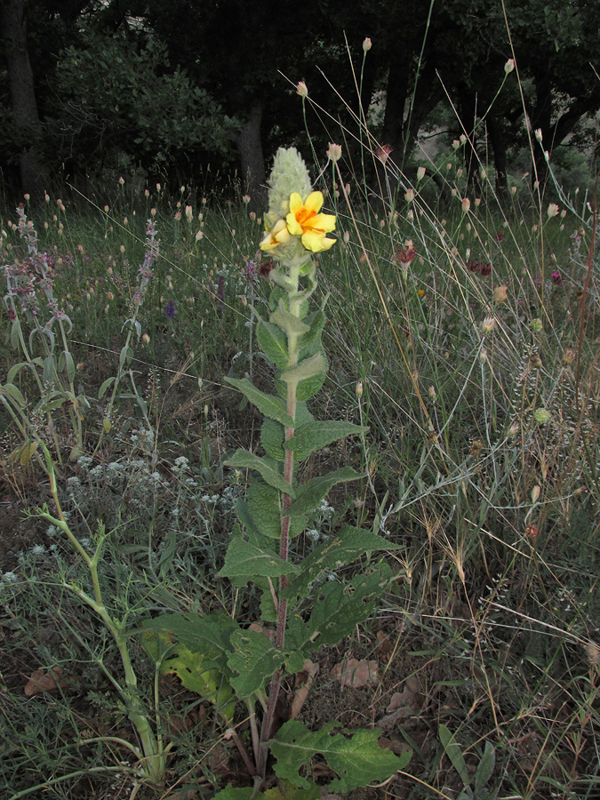Image of Verbascum ovalifolium specimen.