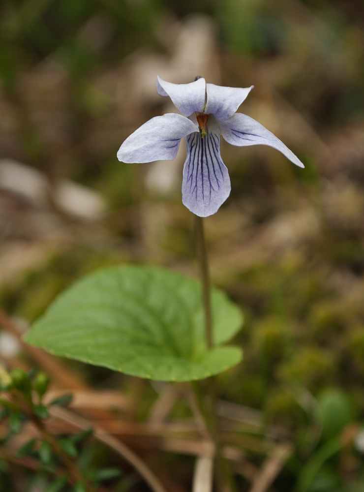 Image of Viola epipsiloides specimen.