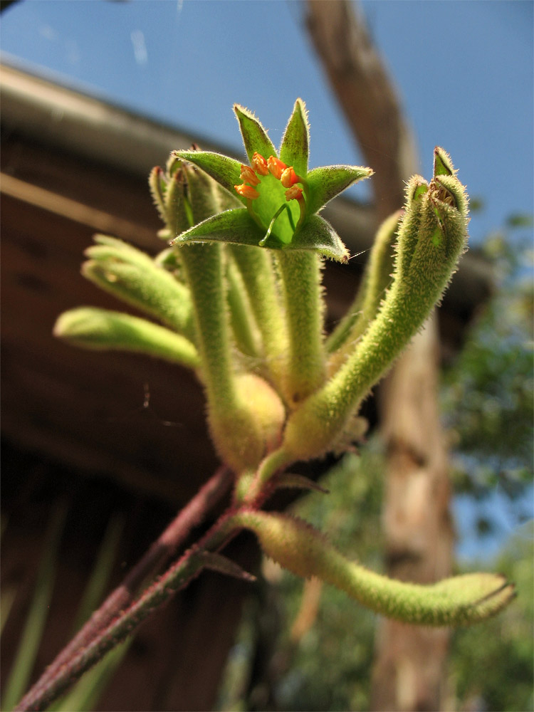 Изображение особи Anigozanthos flavidus.