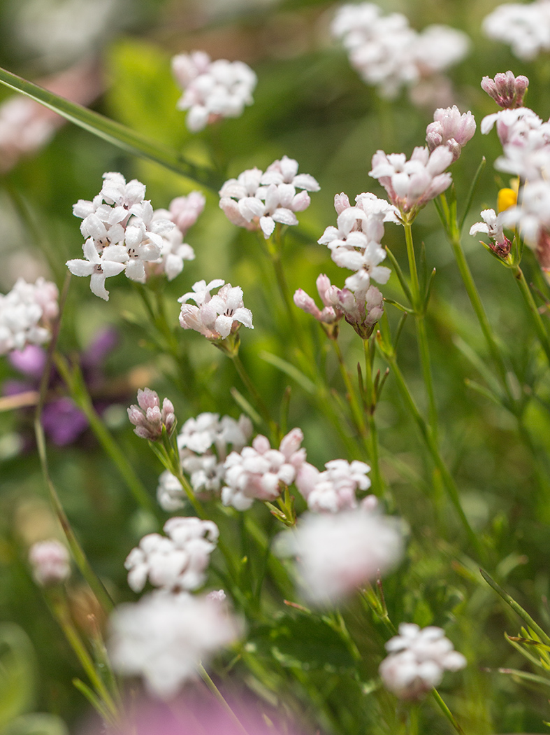 Image of Asperula lipskyana specimen.