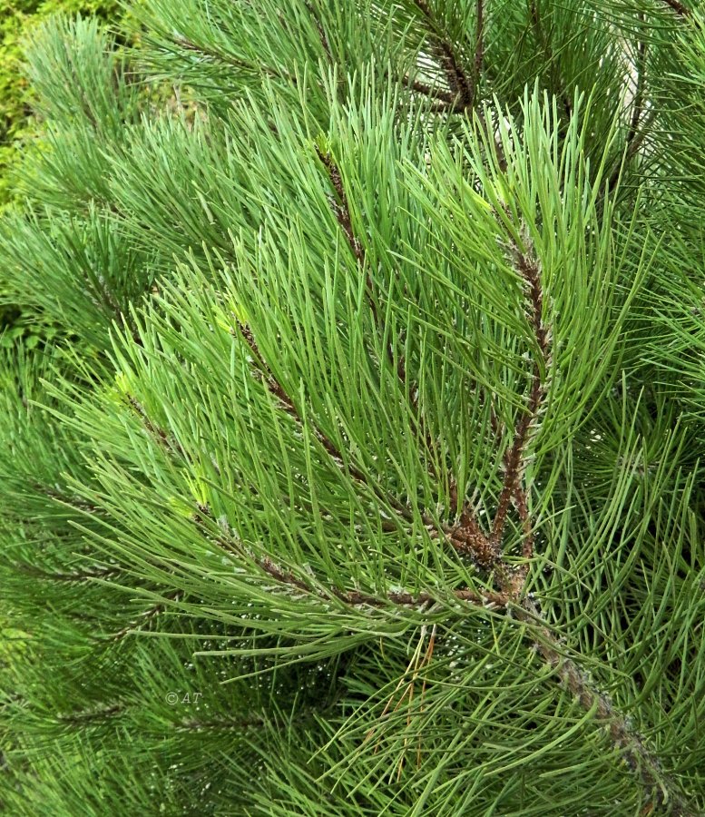 Изображение особи род Pinus.