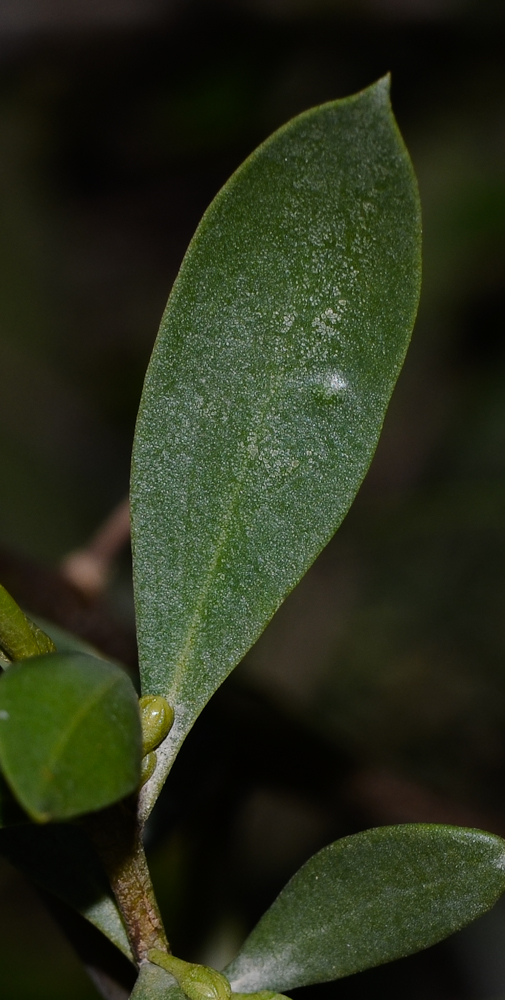 Image of Myoporum boninense specimen.