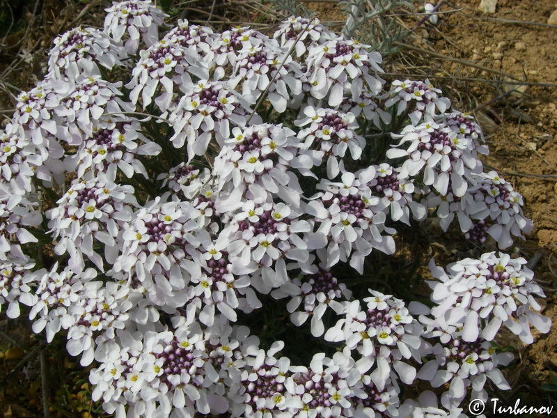 Image of Iberis simplex specimen.