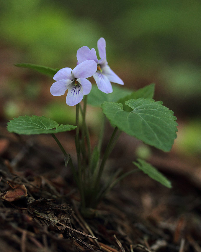 Image of Viola selkirkii specimen.