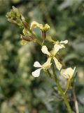 Eruca sativa. Верхушка цветущего растения. Кыргызстан, Нарынская обл., левый берег долины р. Нарын напротив руч. Кутангоч. 23.06.2015.