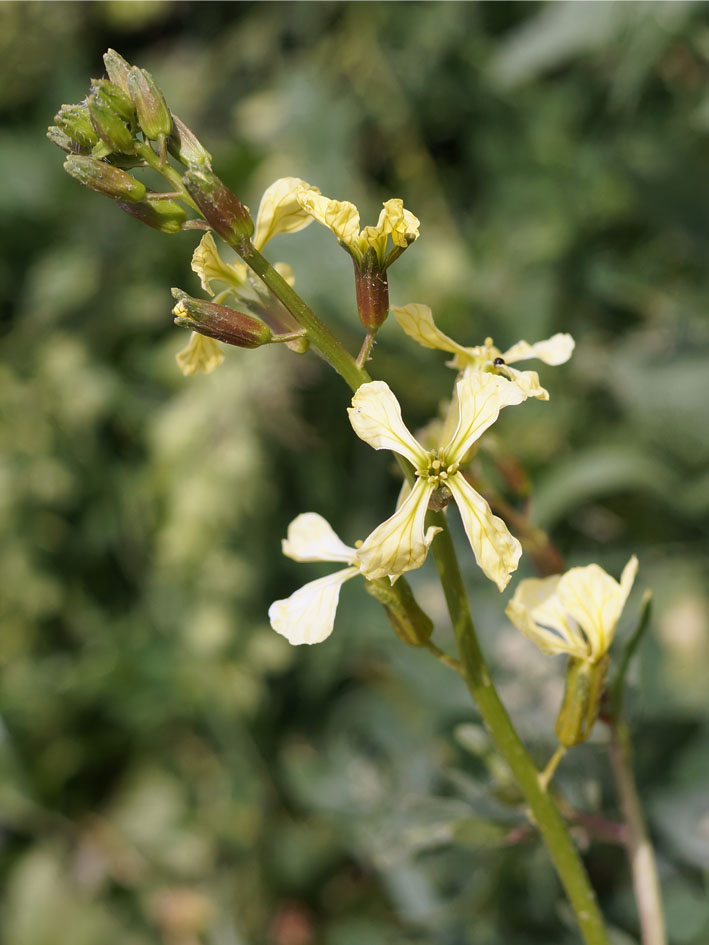 Изображение особи Eruca sativa.