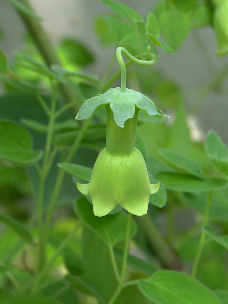 Изображение особи Codonopsis kawakamii.