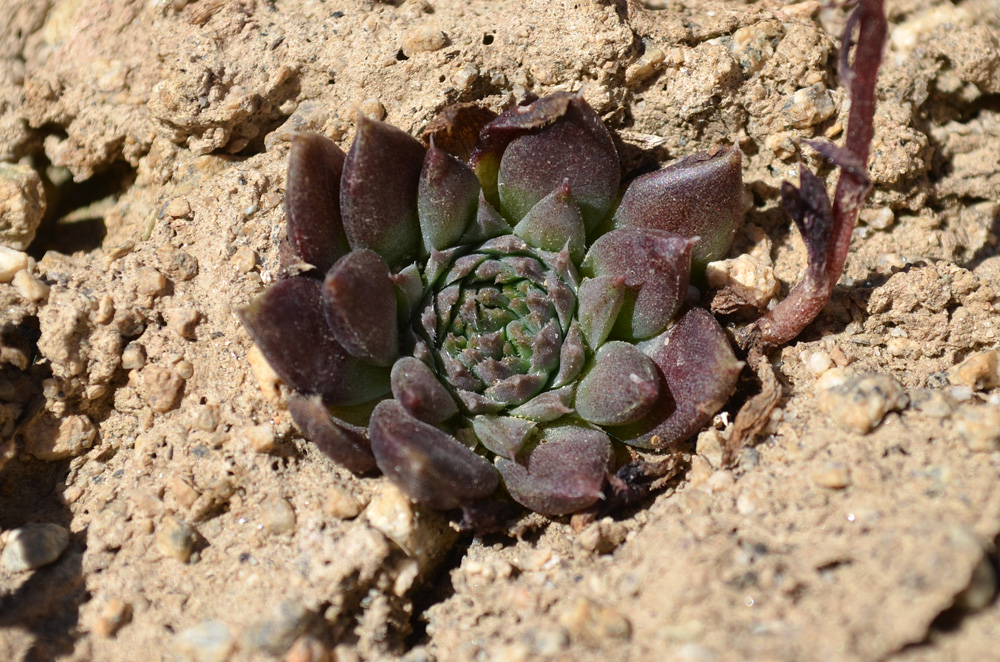 Image of Rosularia tadzhikistana specimen.