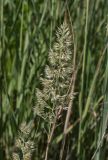 Calamagrostis