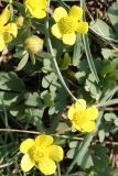 Ranunculus polyrhizos