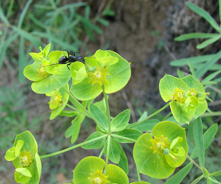 Image of Euphorbia borealis specimen.