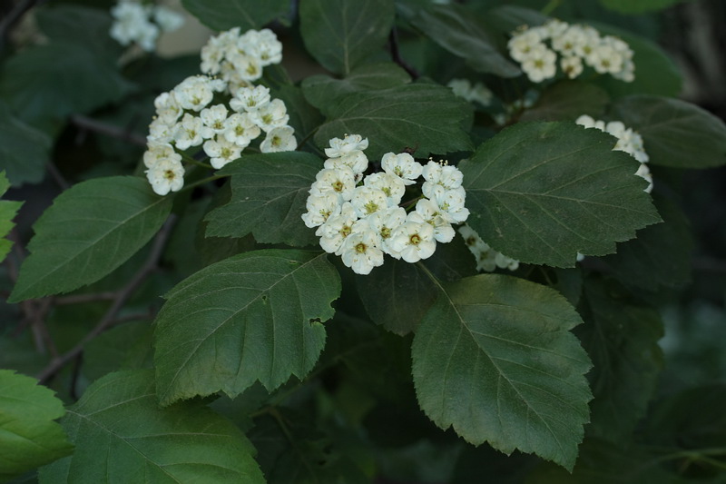 Изображение особи Crataegus douglasii.