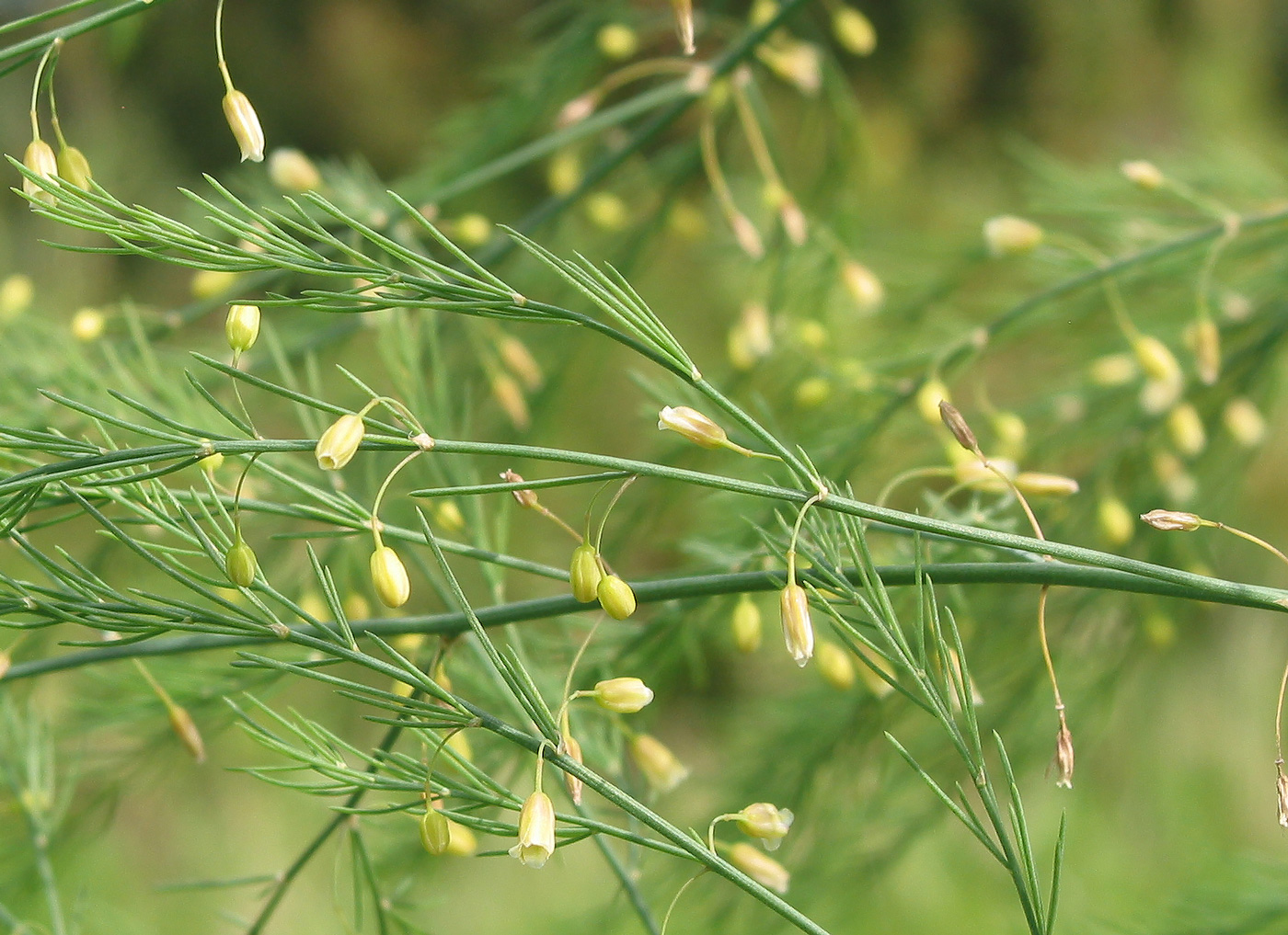 Изображение особи Asparagus officinalis.