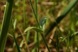 Cerastium arvense. Часть стебля с листьями. Новгородская обл., Боровичский р-н, к с.-з. от г. Боровичи, луг. 31.05.2015.