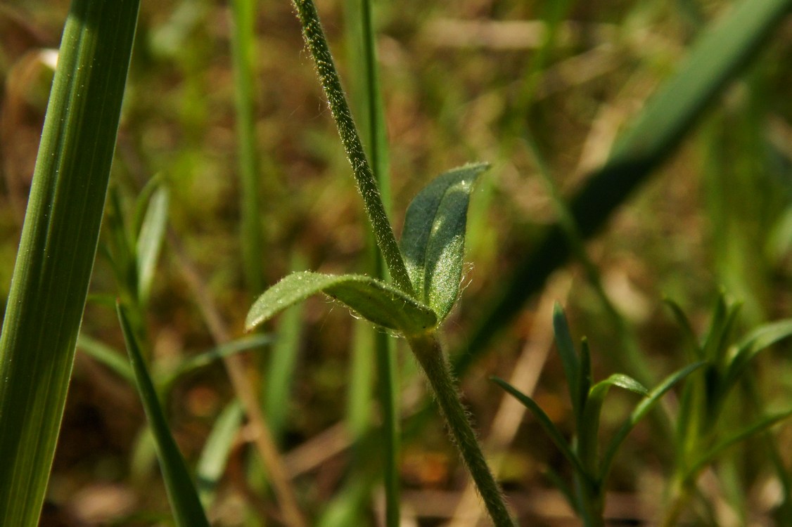 Image of Cerastium arvense specimen.
