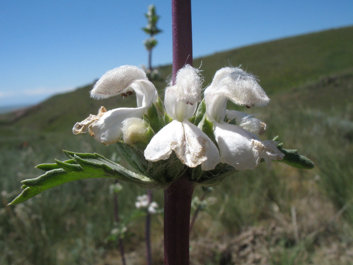 Image of Phlomoides iliensis specimen.